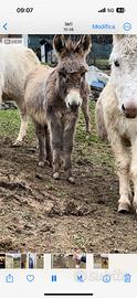 Vendita asini