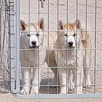 Cuccioli di razza chowsky