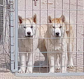 Cuccioli di razza chowsky