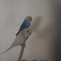 Per esubero
