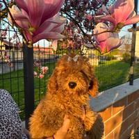 Barboncino solo entro domenica METÀ PREZZO