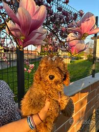 Barboncino solo entro domenica METÀ PREZZO