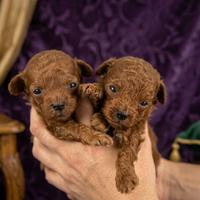 Barboncini red intenso mini toy teacup