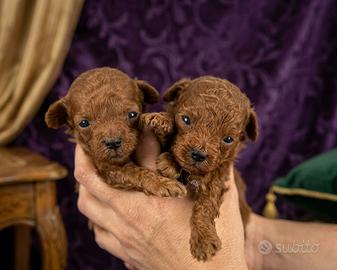 Barboncini red intenso mini toy teacup
