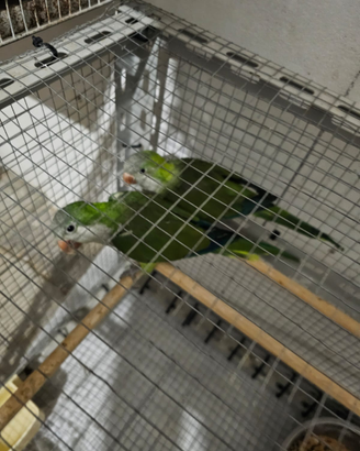 Animali Stefano