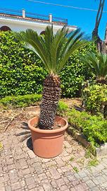 Cycas pianta