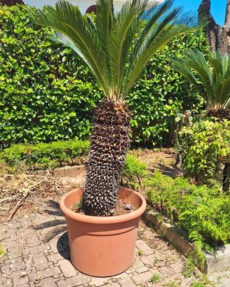 Cycas pianta