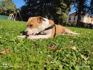 Splendida Amstaff