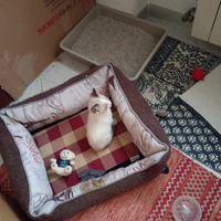 Gattina 2 mesi