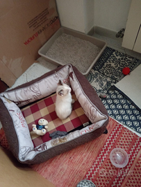 Gattina 2 mesi