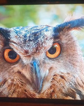 Smart tv LG 55" Pollici 4k