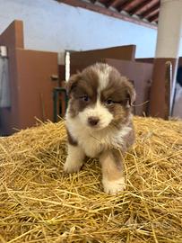 Cucciolo pastore australiano