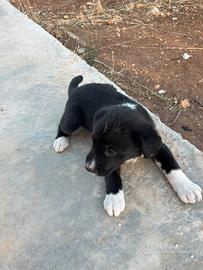Cuccioli meticci in adozione