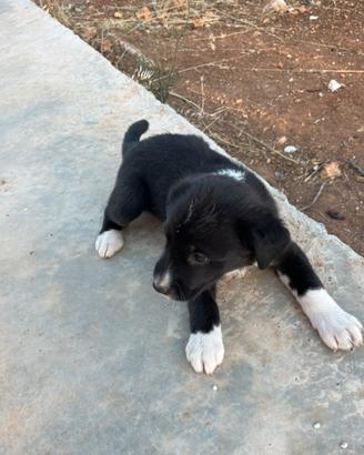 Cuccioli meticci in adozione