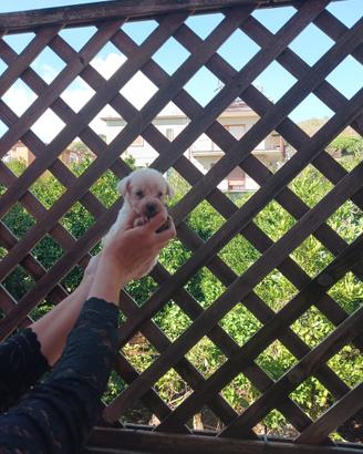 Cucciolo di maltipoo