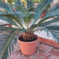 Cikas in vaso in buona vegetazione