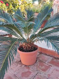 Cikas in vaso in buona vegetazione