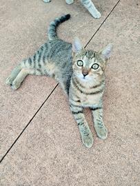 Gattino tigrato