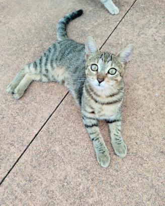 Gattino tigrato