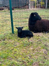 Pecore nane razza Ouessant