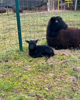 Pecore nane razza Ouessant