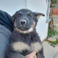 Cuccioli pastore tedesco linea da lavoro femmina