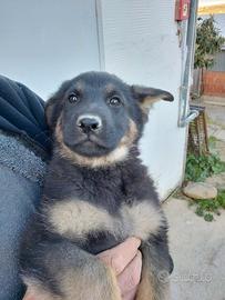 Cuccioli pastore tedesco linea da lavoro femmina