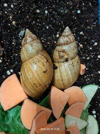 Chiocciole africane