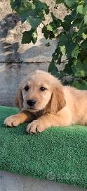 Golden retriver