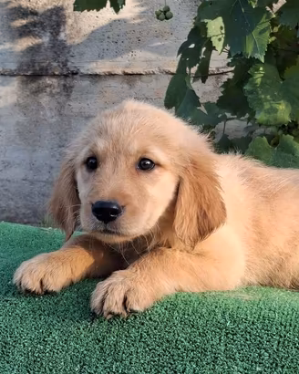 Golden retriver