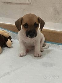 Cucciola Jack Russel