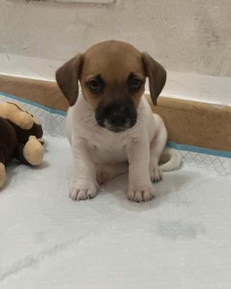 Cucciola Jack Russel