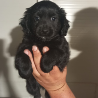 Cucciolo di maltipoo nano