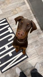 Cucciolo doberman
