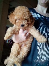 Disponibili ultimi due cuccioli di Barboncino Toy