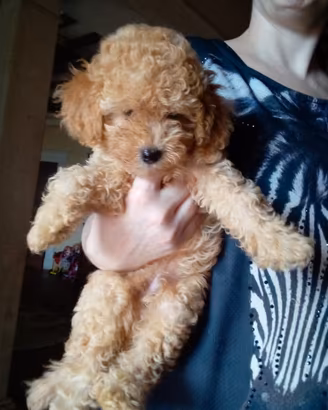 Disponibili ultimi due cuccioli di Barboncino Toy