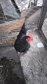 Gallo marans calzato giovane