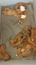 Animali (cuccioli di cane)