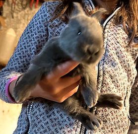 Cuccioli di coniglio Gigante Pezzato – docili, abi