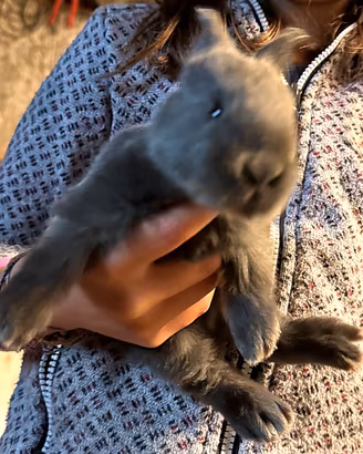 Cuccioli di coniglio Gigante Pezzato – docili, abi
