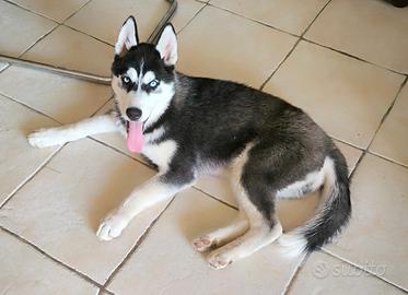 Husky cucciola con pedigree