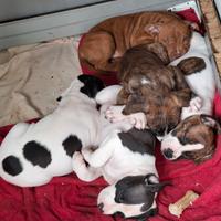 Cuccioli di pitbull (amstaff)