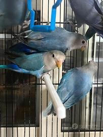 Pappagalli inseparabili