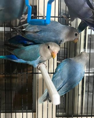 Pappagalli inseparabili