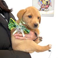 Cucciolo dolce maschio adotta meticcio