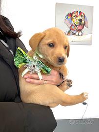 Cucciolo dolce maschio adotta meticcio