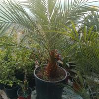 palma nana roebellini 