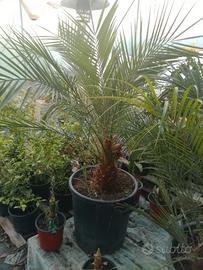 palma nana roebellini 