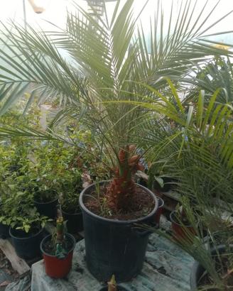 palma nana roebellini 