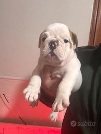 Bulldog inglese maschio pedigree Enci